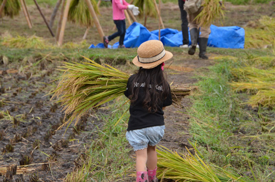直島コメづくりプロジェクト連載 ―1<br>11年目のコメづくり